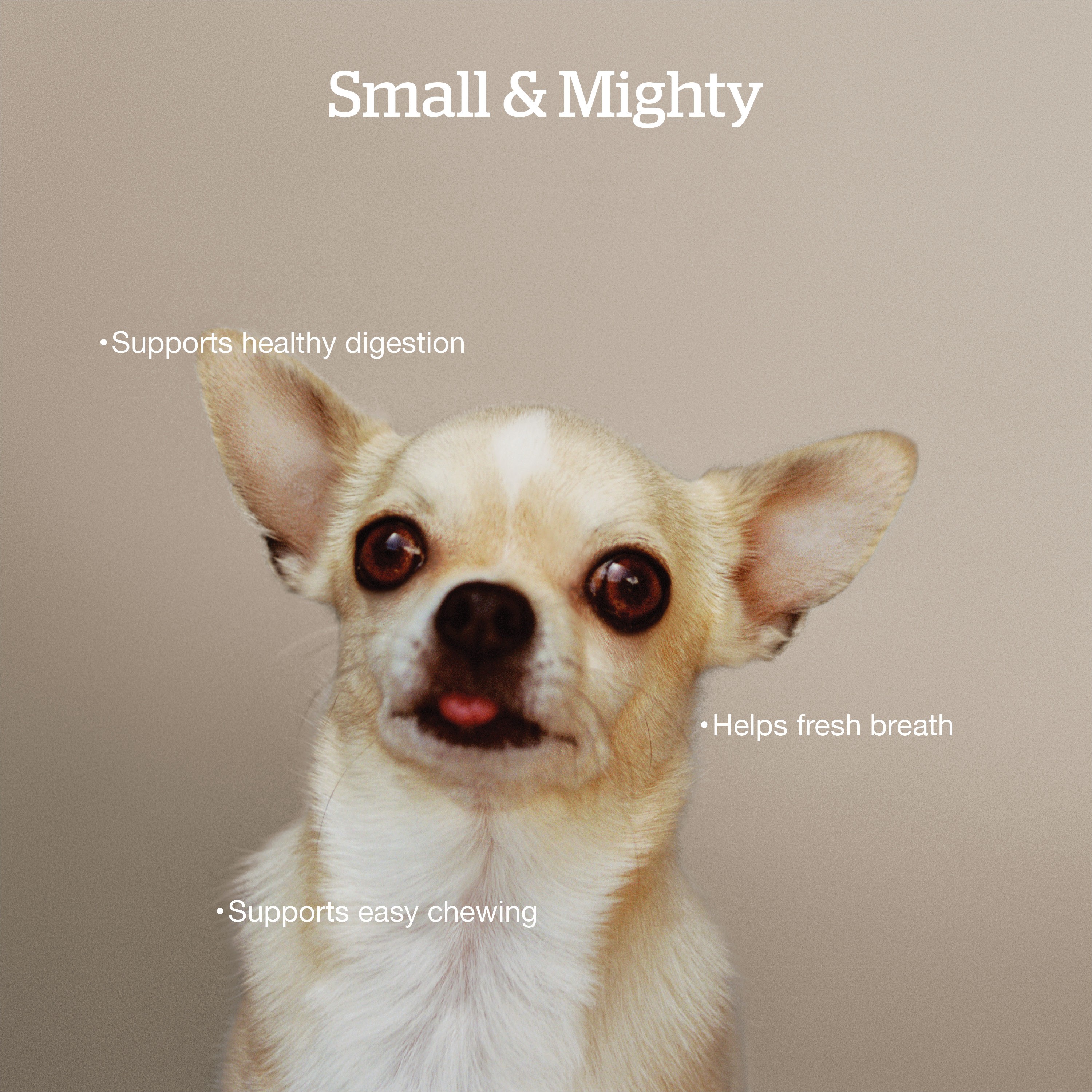 NOW FRESH Good Gravy Small Breed Adult Salmon Recipe with Ancient Grains for dogs | 1.6kg