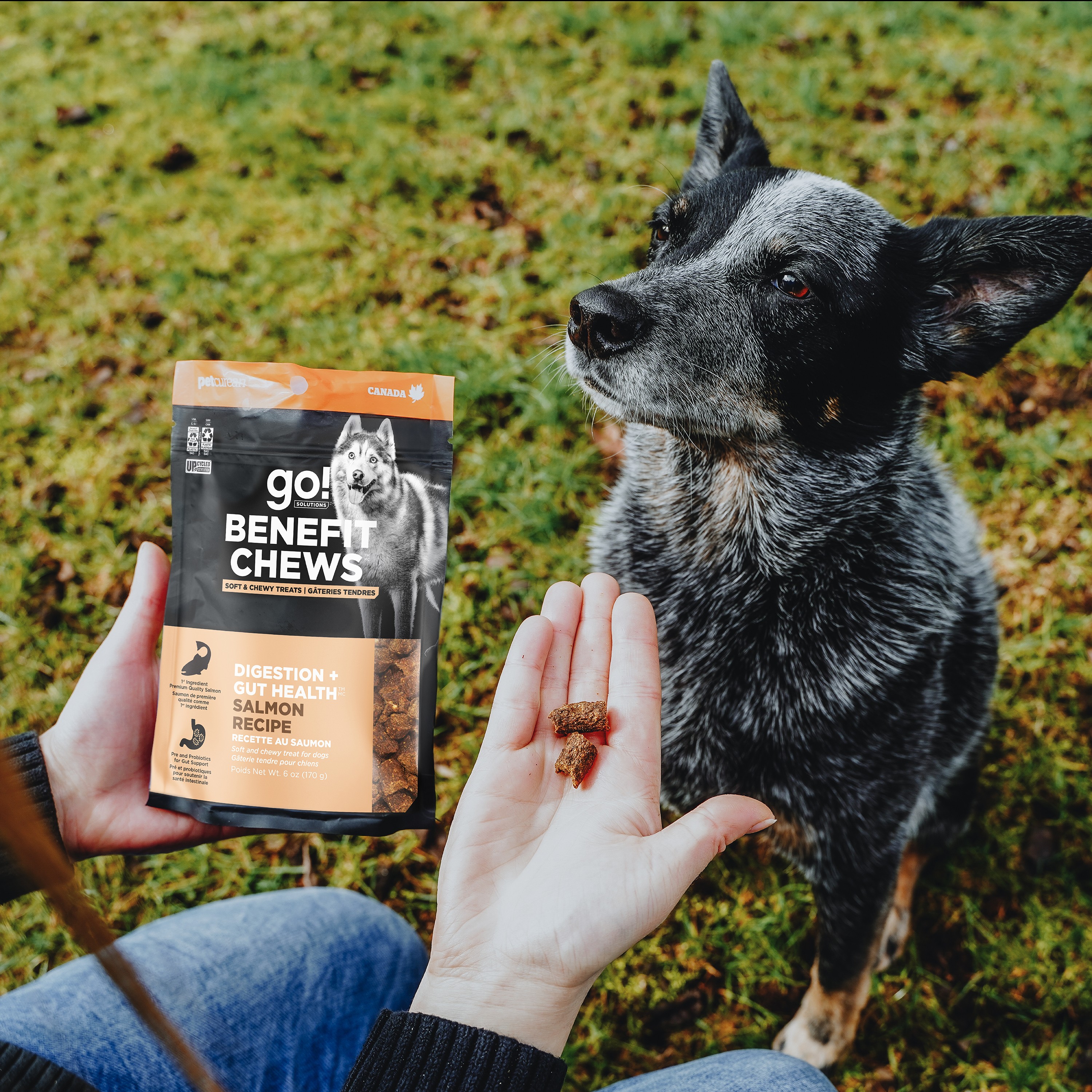 *NEW* GO! SOLUTIONS Benefit Chews Digestion + Gut Health Salmon DF | 10/170g