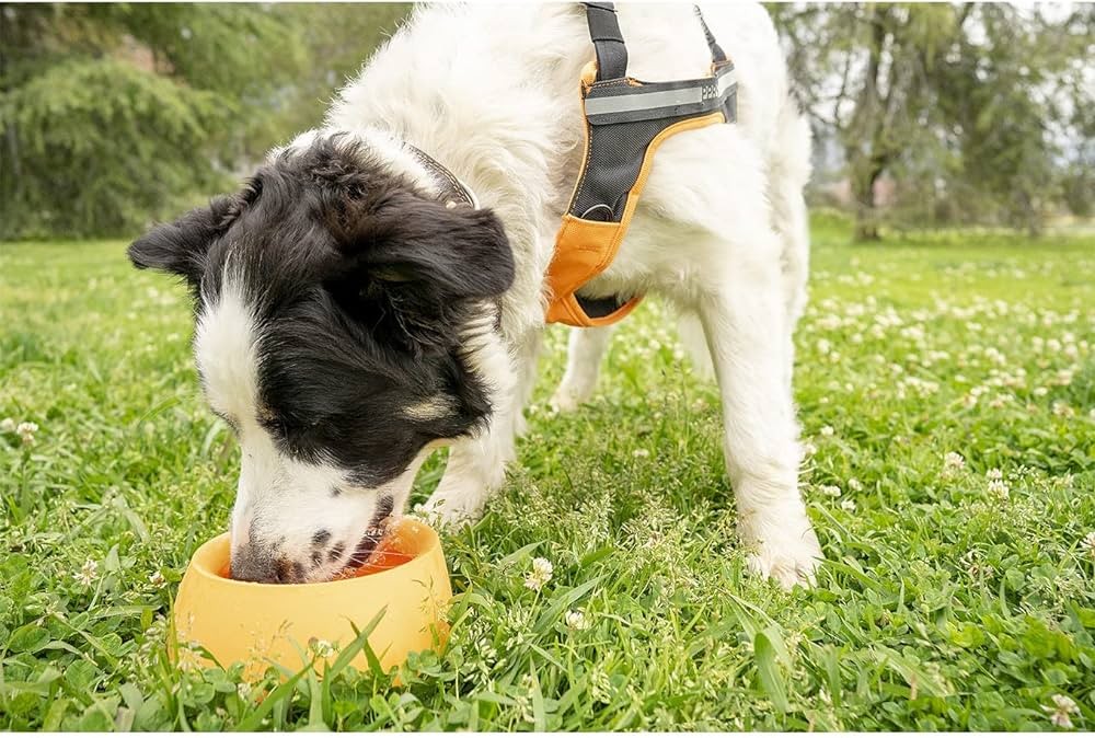 Sleepypod Yummy Travel Bowls