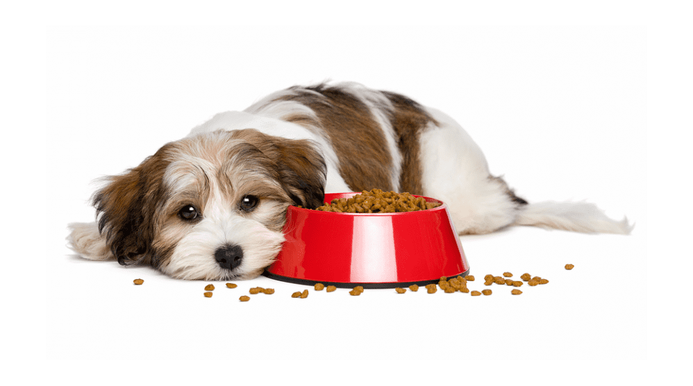 Healthy Pet Foods Ten Tips To Help Feed A Fussy Dog