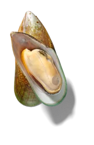 Green lipped mussel - Nutripe