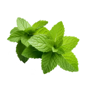 Peppermint